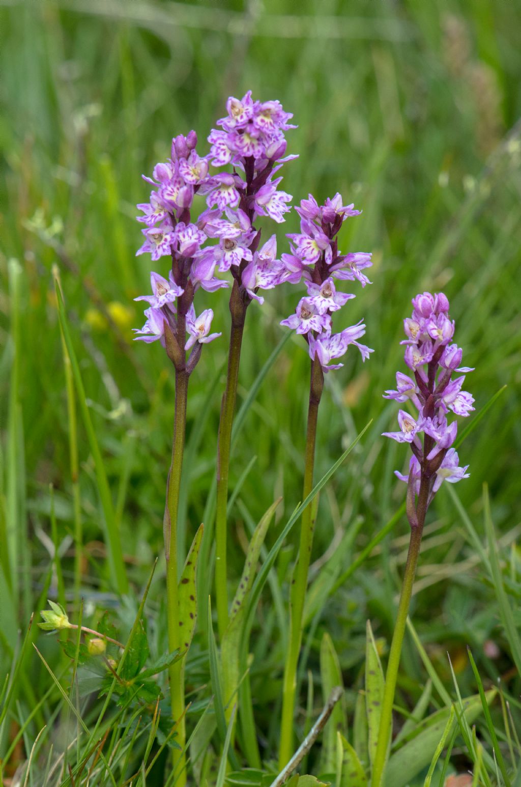  Pseudorhiza nieschalkii (Senghas) P.F.Hunt - Passo del Sempione